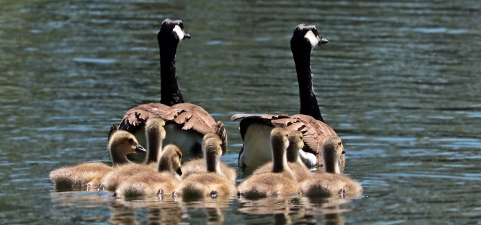 geese-2494952_1920